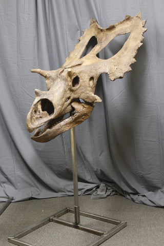 Triceratops Skull Replica Rental