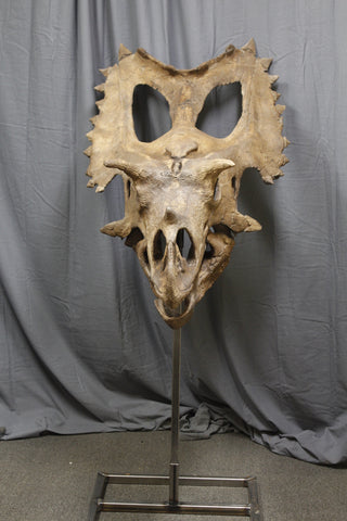 Triceratops Skull Replica Rental