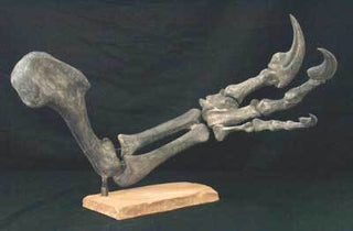 Mounted Allosaurus Arm