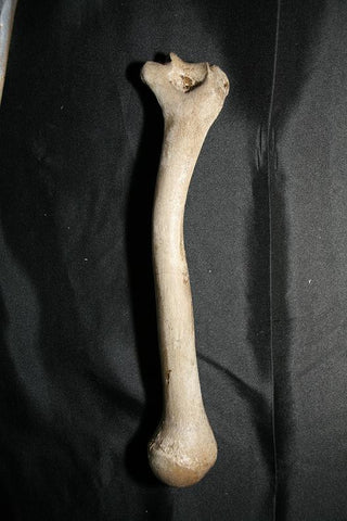 Arm Bone - Humerus Replica