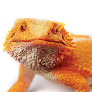 Realistic Rubber Bearded Dragon