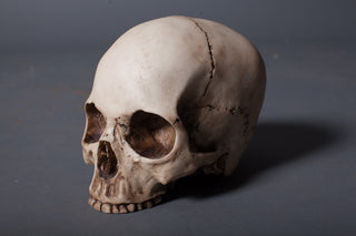 Budget Skull Cranium