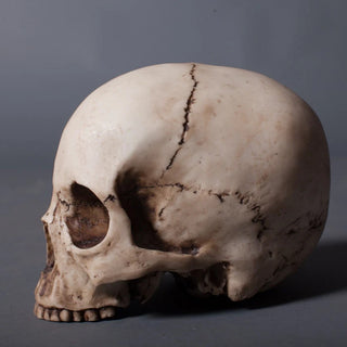 Budget Skull Cranium Prop – Dapper Cadaver Props