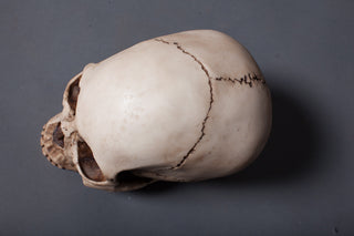Budget Skull Cranium