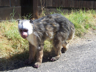 Capuchin Monkey Prop - Special Order