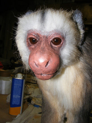 Capuchin Monkey Prop - Special Order