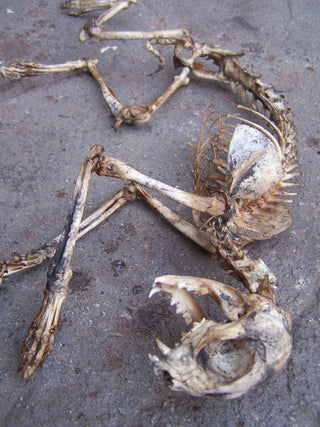 Natural Cat Skeleton