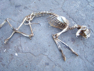 Natural Cat Skeleton