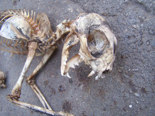 Natural Cat Skeleton