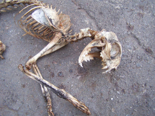 Natural Cat Skeleton