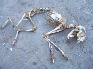 Natural Cat Skeleton