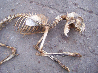 Natural Cat Skeleton