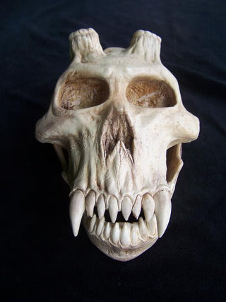 Chupacabra Skull