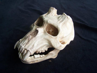 Chupacabra Skull