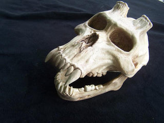 Chupacabra Skull