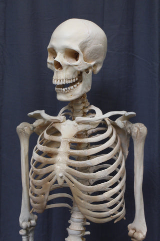 Crime Scene Skeleton