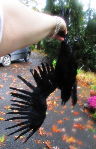 Replica Dead Crow Prop