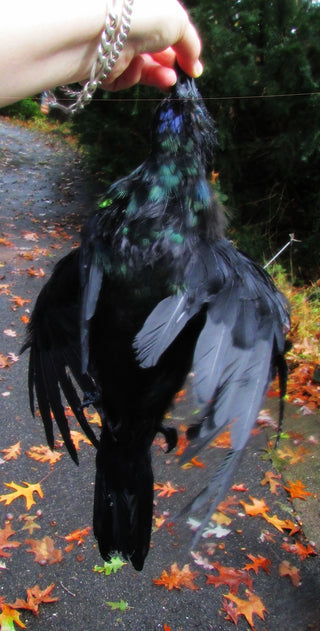 Replica Dead Crow Prop