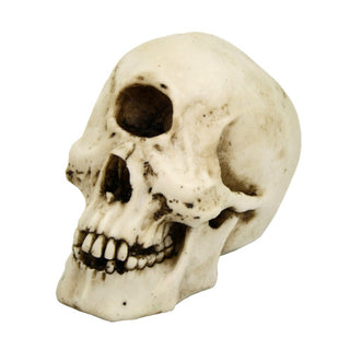 Cyclops Skull Decor