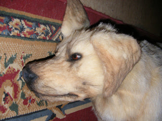 Yellow Lab Dog Prop