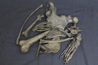 1 Dozen Assorted Bones