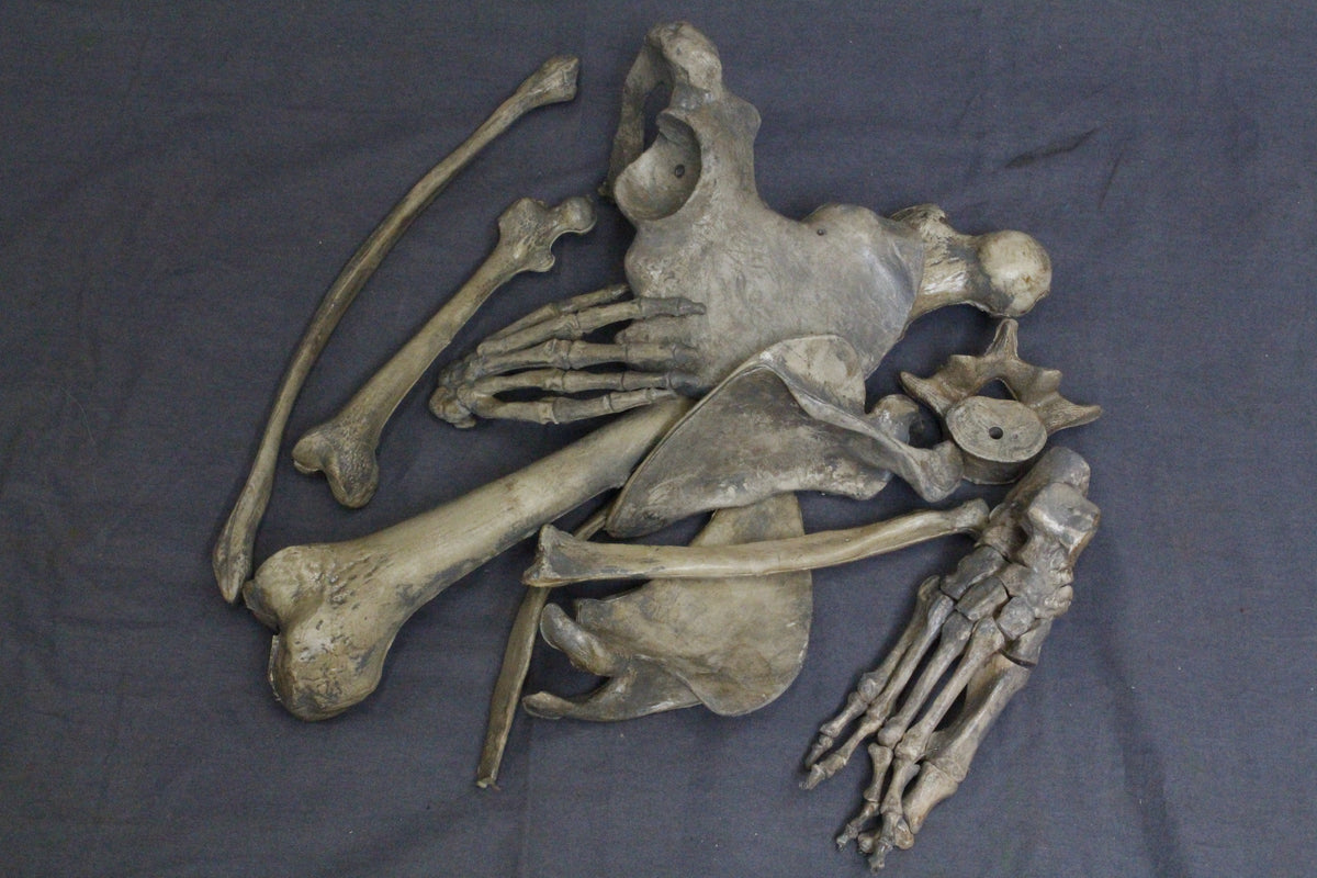 1 Dozen Assorted Bones – Dapper Cadaver Props