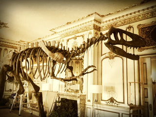 28 FT Tyrannosaurus Skeleton Rental
