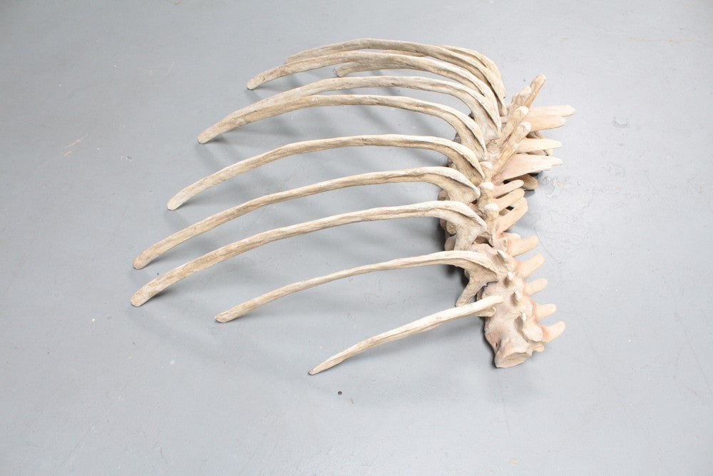 Dinosaur Ribcage Rental Prop – Dapper Cadaver Props