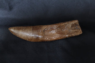 Dino Stunt Tooth