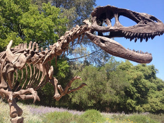 28 FT Tyrannosaurus Skeleton Rental
