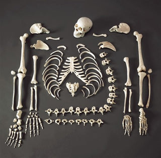 Medical Disarticulated Skeleton
