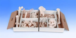 Medical Disarticulated Skeleton