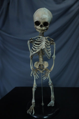 Fetal Skeleton Replica