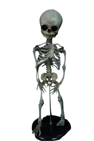 Fetal Skeleton Replica