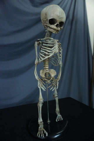 Fetal Skeleton Replica