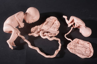 Fetus Replica at 5 Months
