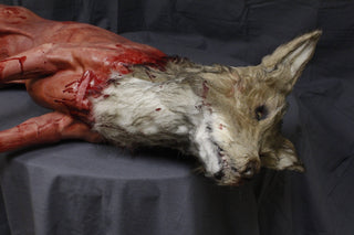 Field Skinned Coyote