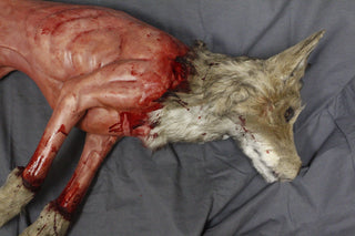 Field Skinned Coyote