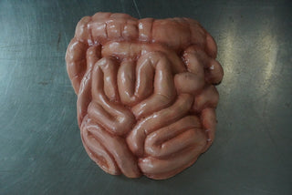 Solid Prop Intestines