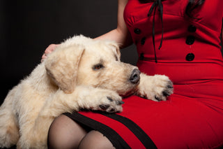 Yellow Lab Dog Prop