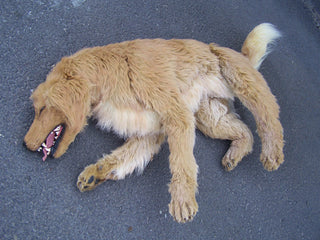 Golden Retriever Dog Prop Rental