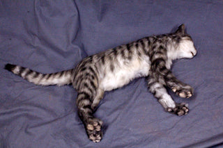 Gray Tabby Cat Prop