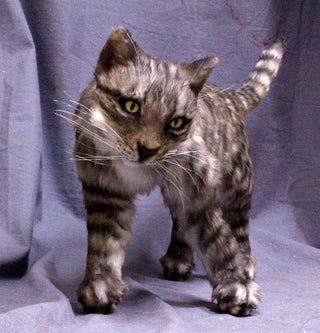 Gray Tabby Cat Prop
