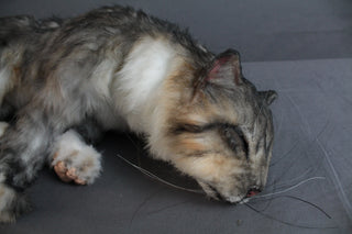 Resting Gray Tabby Cat Prop