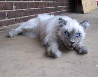 Balinese Long-Hair Cat Prop