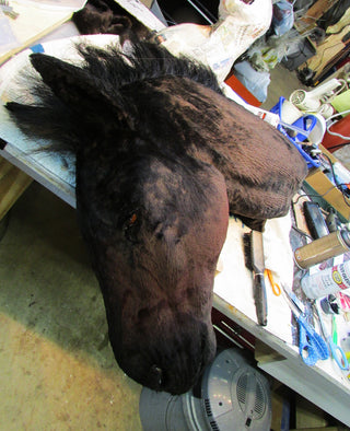 Severed Horse Head Prop - Special Order