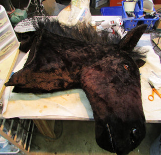 Severed Horse Head Prop - Special Order