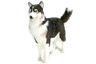 Husky Dog Prop