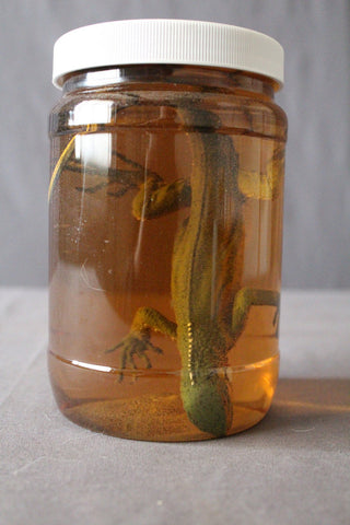 Small Iguana Replica Specimen Jar