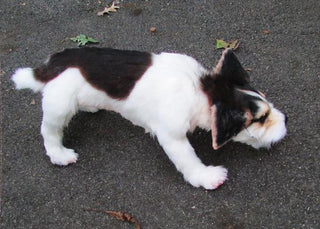 Jack Russell Terrier Dog Prop